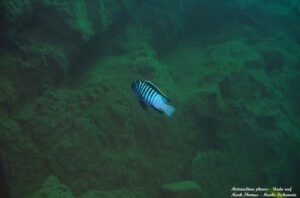 Metriaclima phaeos 'Undu Reef'